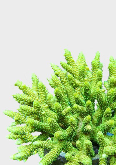 Hard Corals For Sale UK - Fresh Corals