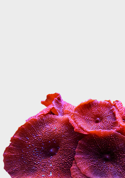 Soft Corals For Sale UK - Fresh Corals