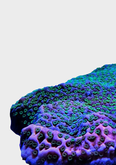 SPS Corals For Sale UK - Fresh Corals